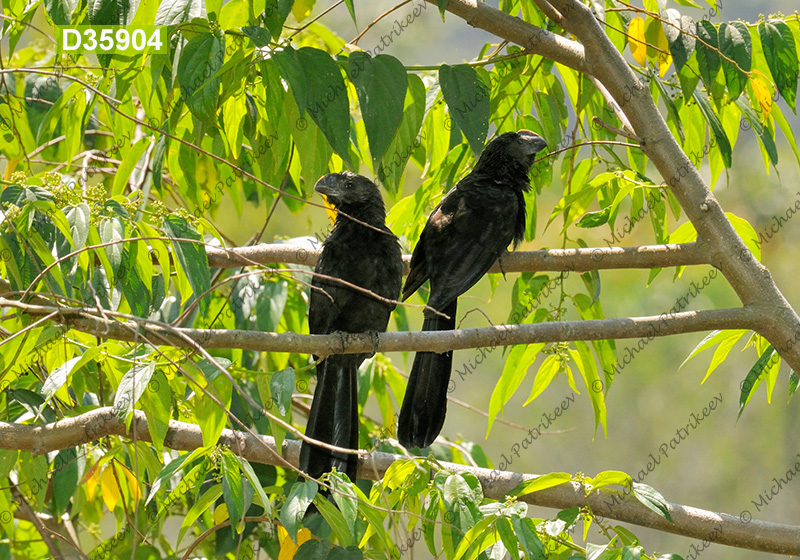 Smooth-billed Ani (Crotophaga ani)